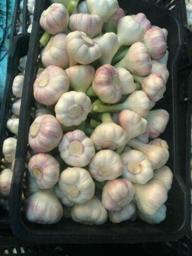 Bo&icirc;te Plastique de15 kg