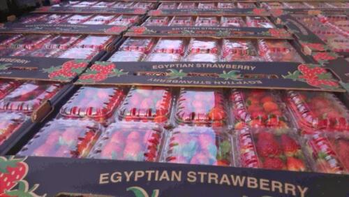 strawberry suppliers egypt